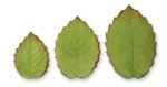 Leaf Decoration Cutters (3 pcs) - Image 2